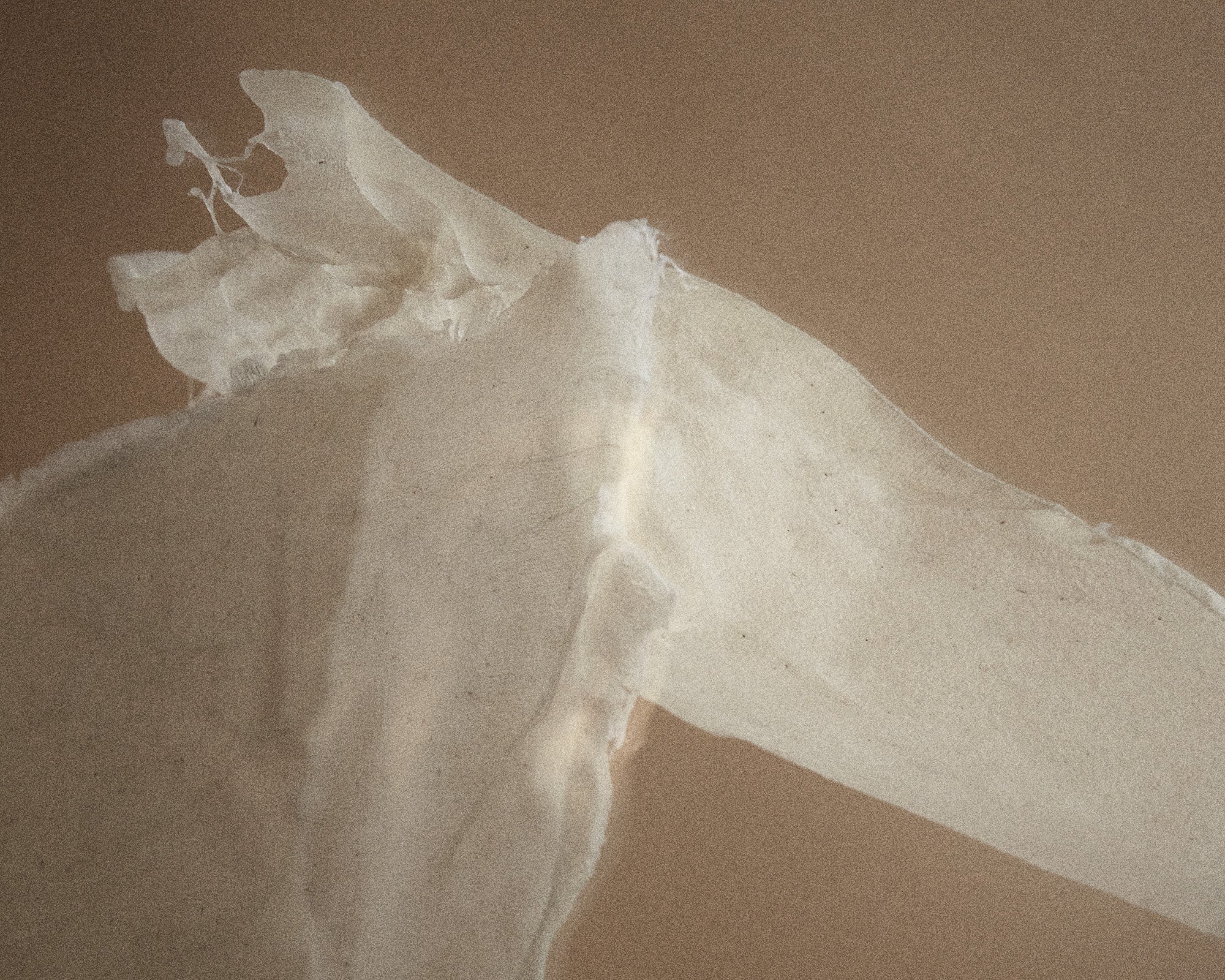 Eau de Parfum | Komorebi | 50 mL