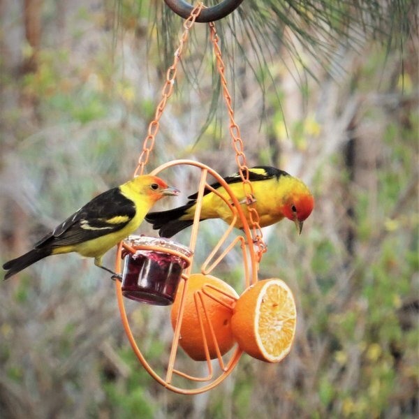 (🐦Special 50% OFF)-2 In 1 Hummingbird Oriole Feeder