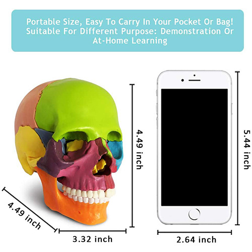 Mini Human Skull Model