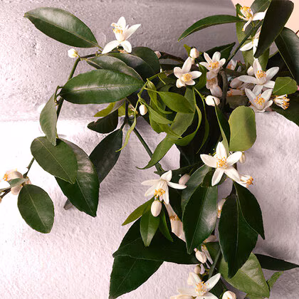 Dolce&Gabbana Devotion Intense