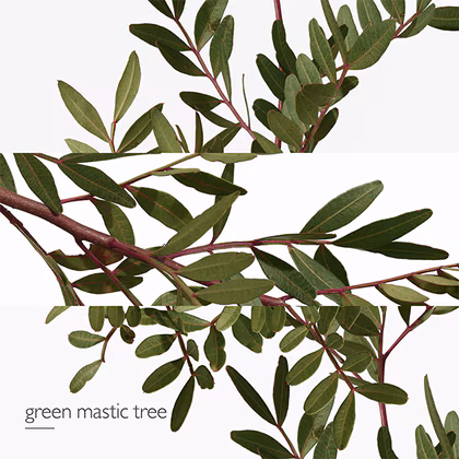 HERMÈS Un Jardin en Méditerranée