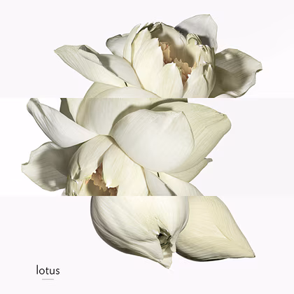 HERMÈS Un Jardin Sur Le Nil