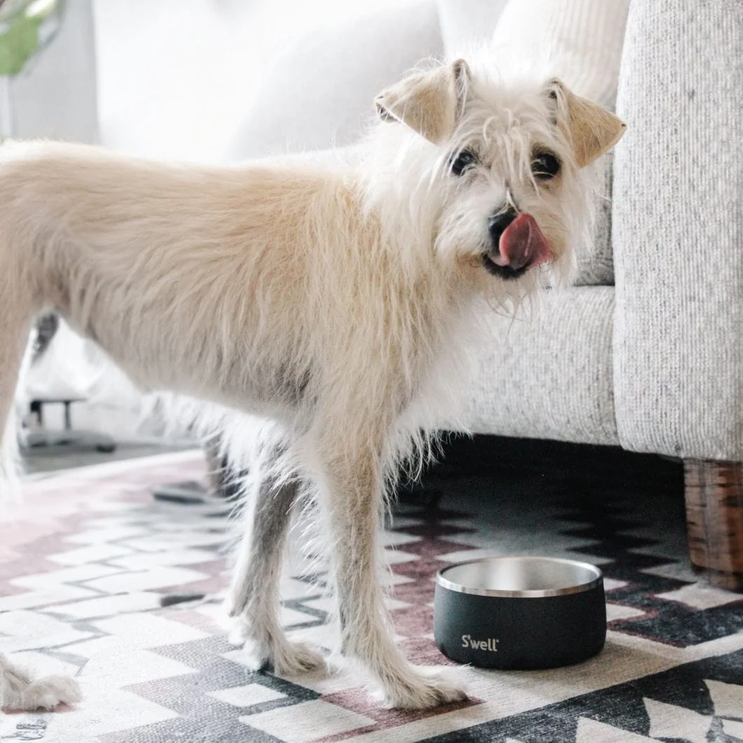 Pet Bowl | 16oz