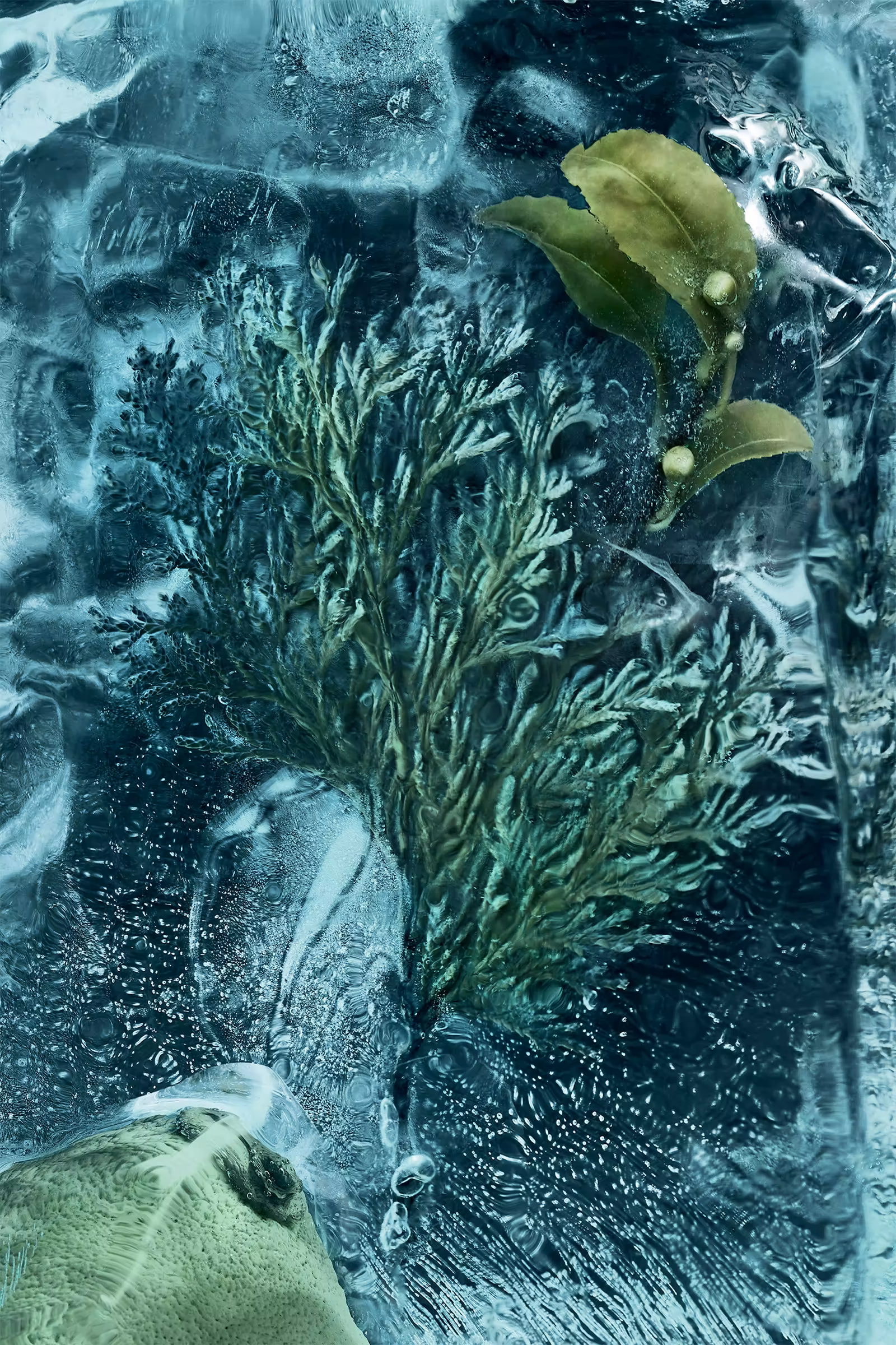 La Cordée 6.7 Fl.Oz.