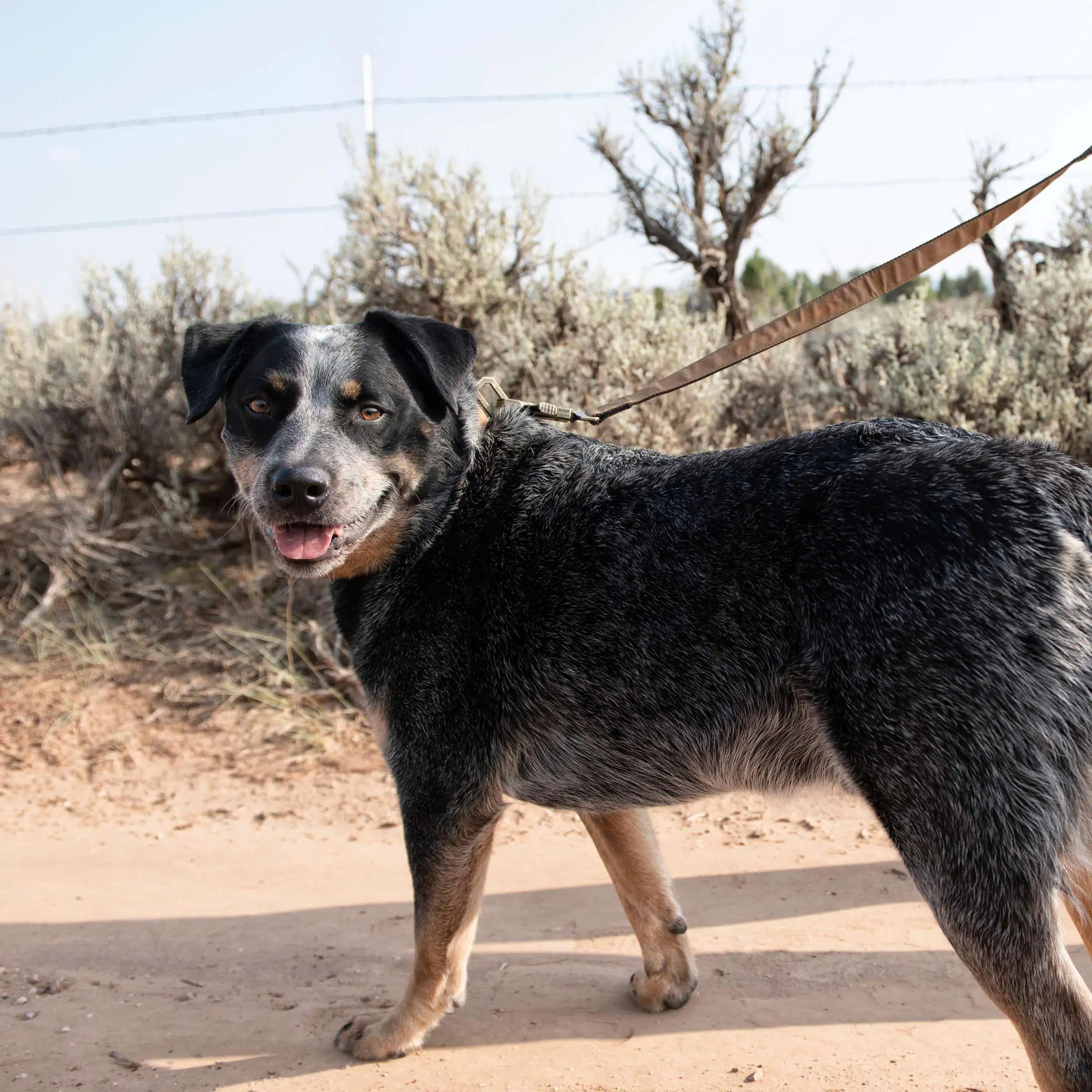 Nylon Duck Dog Leash