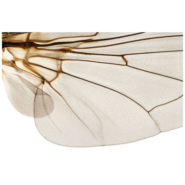 Shapingwaves Insects & Swarms