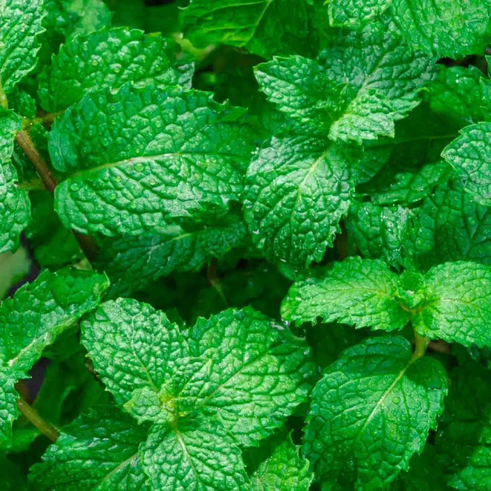 WAKA soPRO PA10000 Puffs 27 Flavors