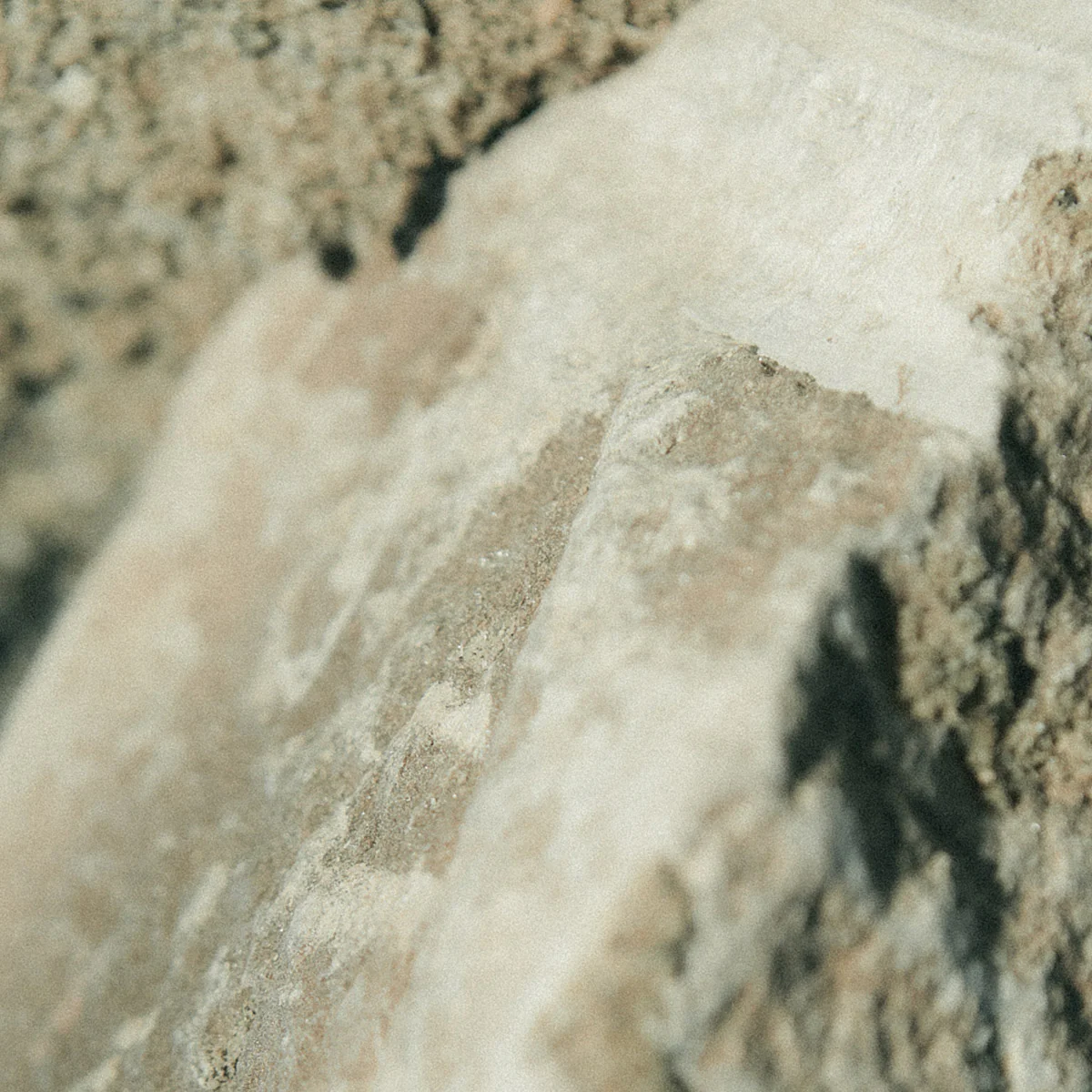 Earl of East | Atlas Cedar - Soy Wax Candle - 260ml [9.1oz]