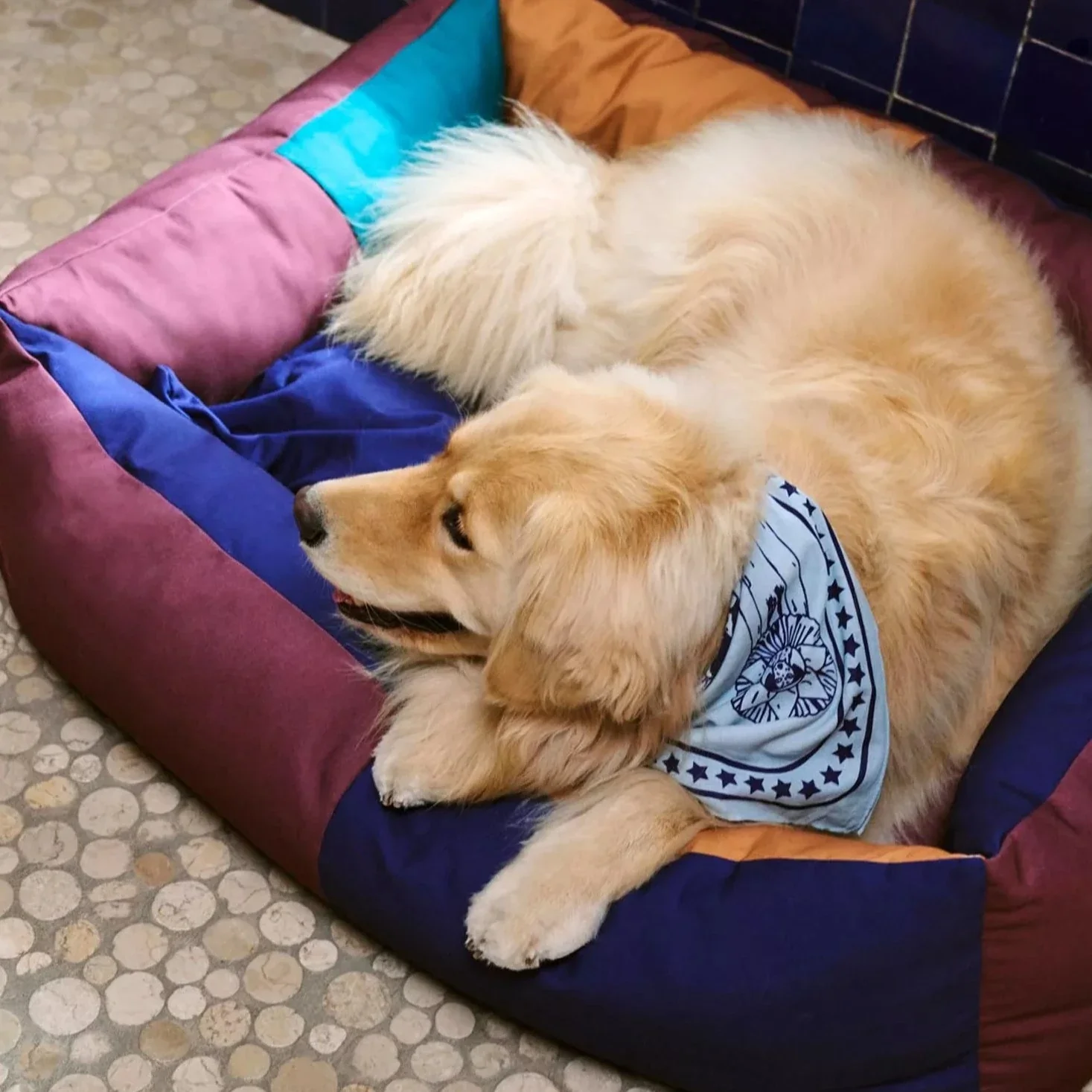 HAY | Dogs Scarf - Light Blue