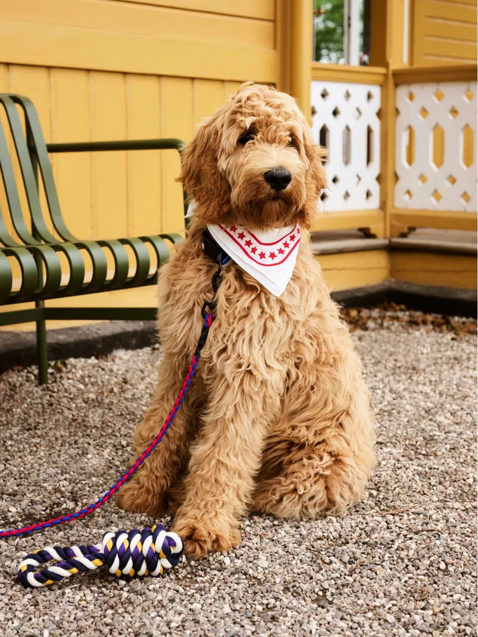 HAY | Dogs Scarf - Off White