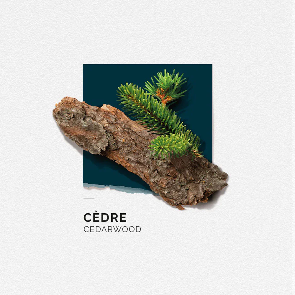 Eau de Parfum - Cedre