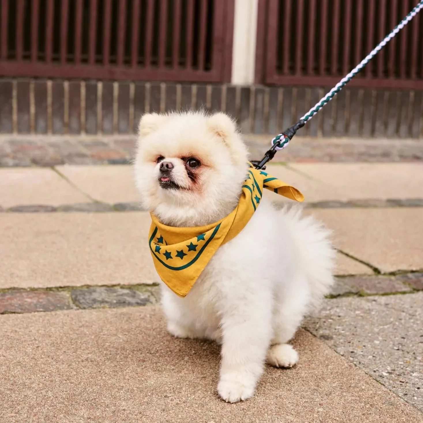HAY | Dogs Scarf - Ochre Yellow