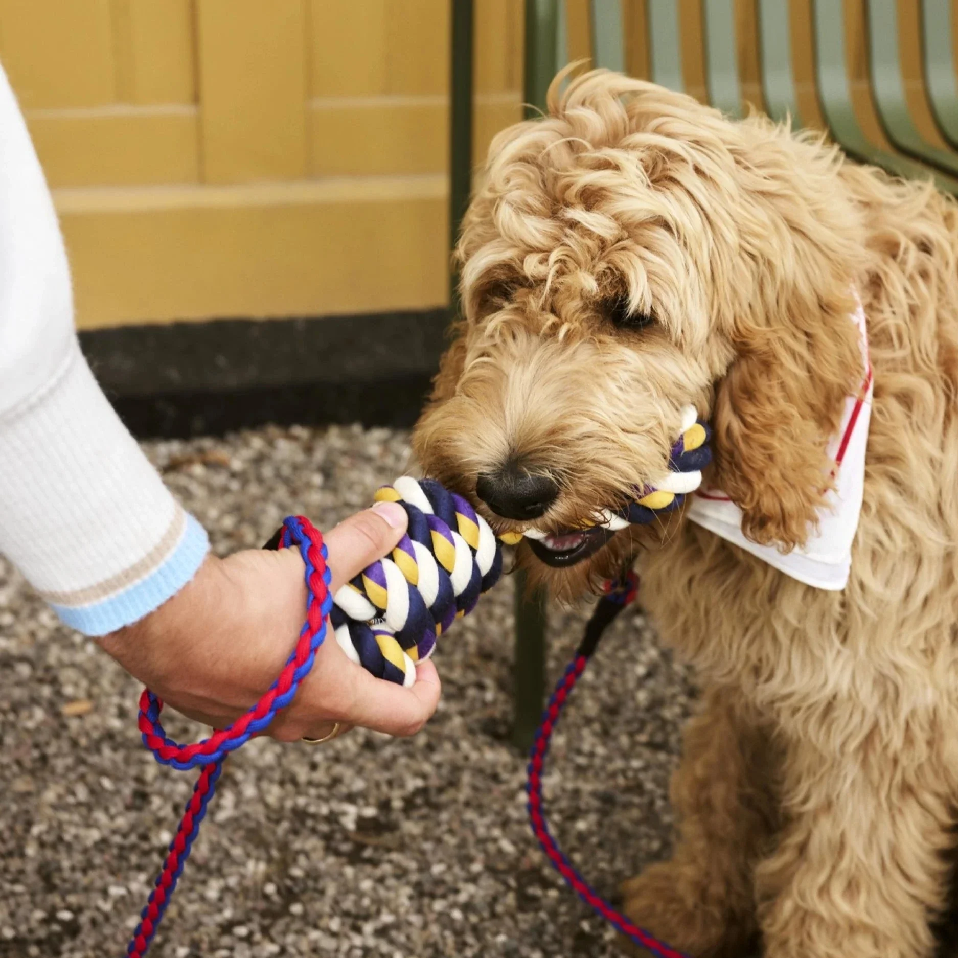 HAY | Dogs Leash - Braided - Red/Blue