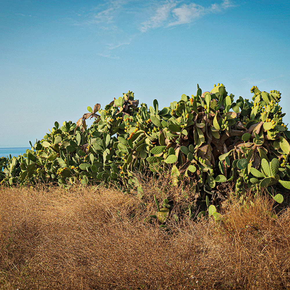 Prickly Pear Face Cream