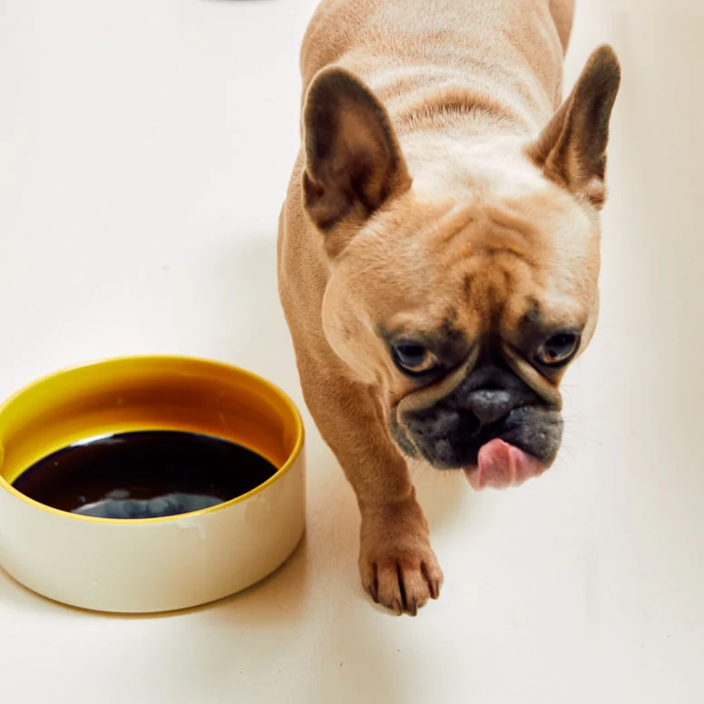 HAY | Dogs Bowl - Large - Blue/Yellow