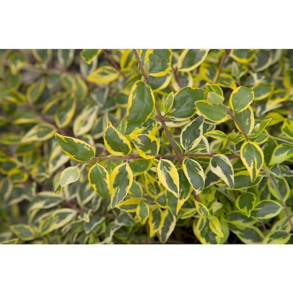 2 Gal. Miss Lemon Abelia Plant with Bright Variegated Yellow Foliage