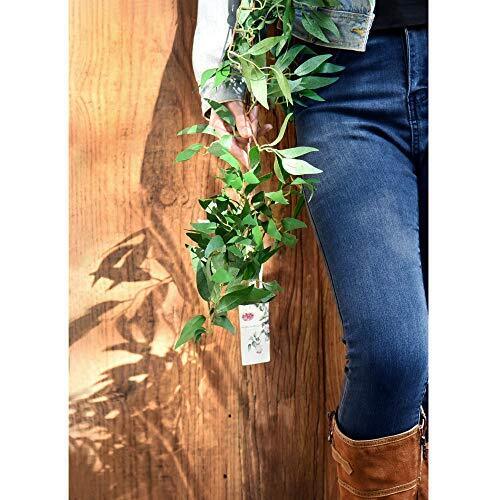 Artificial Natural Green Willow Garlands Bendable Greenery Vine Leaves for We...