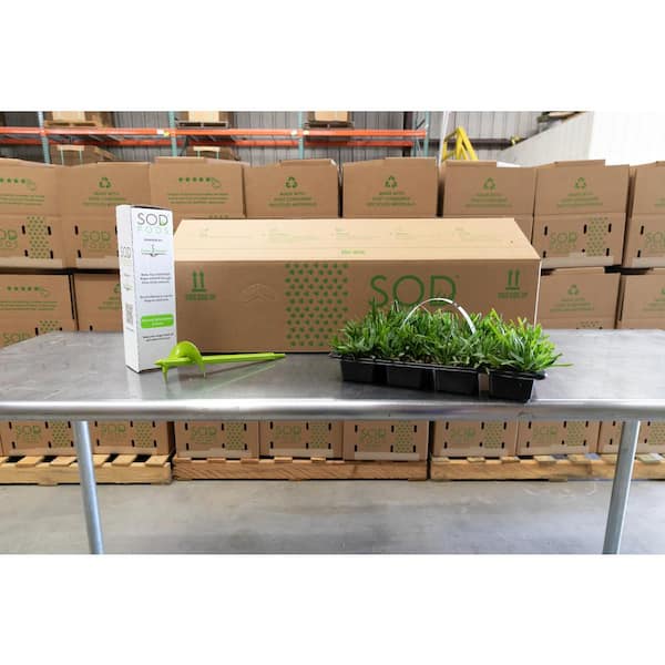 St Augustine CitraBlue Sod/Grass Plugs 64-Count/SP Power Planter Bundle - Natural, Affordable Lawn Improvement