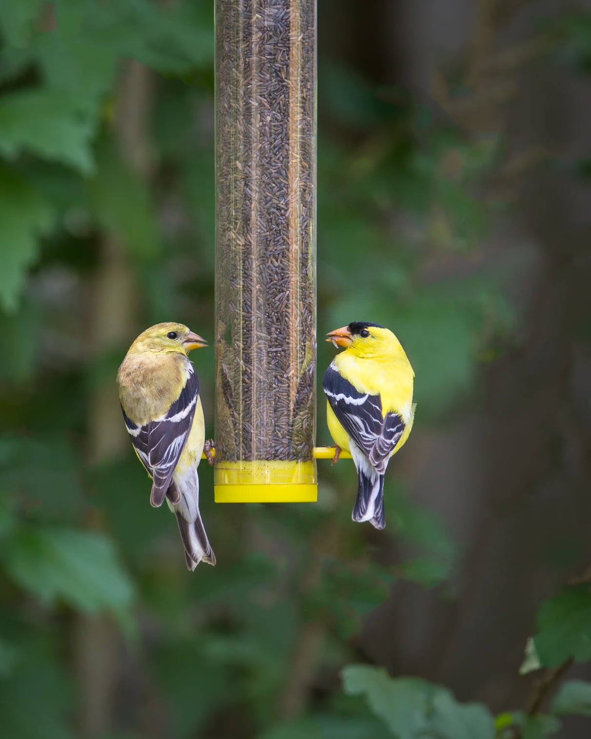 Mr. Canary Nyjer Finch Tube Feeder with 8oz Nyjer Seed