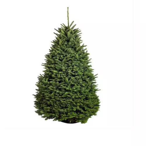 5 Ft. to 6 Ft. Freshly Cut Noble Fir Live Christmas Tree (Real, Natural, Oregon-