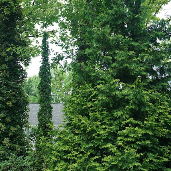 2 Gal. Arborvitae Sting Evergreen Shrub