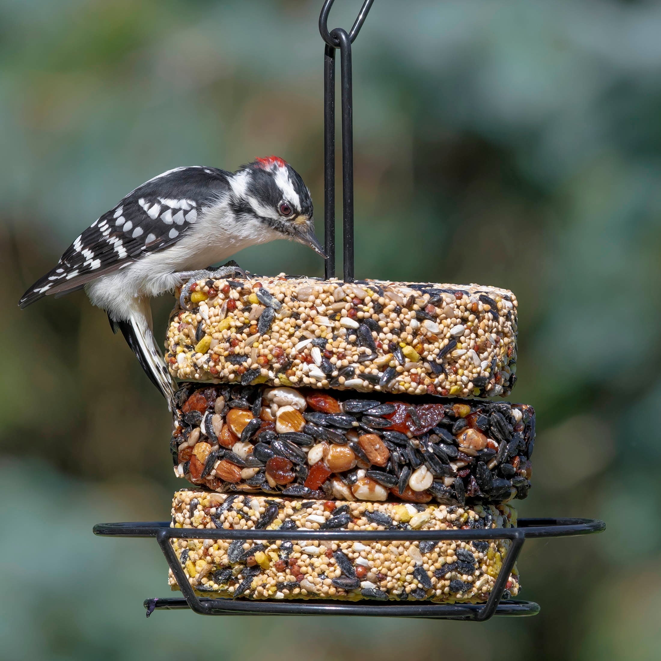 Audubon Park Snack Stack Wild Bird Feeder, Black Weather Resistant Metal