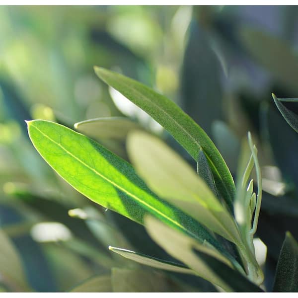 5 Gal. Mission Fruiting Olive Tree