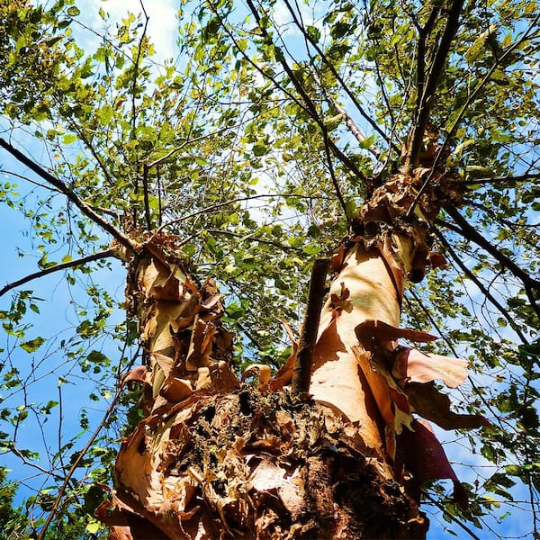 Dura Heat River Birch Multi-Trunk Shade Tree