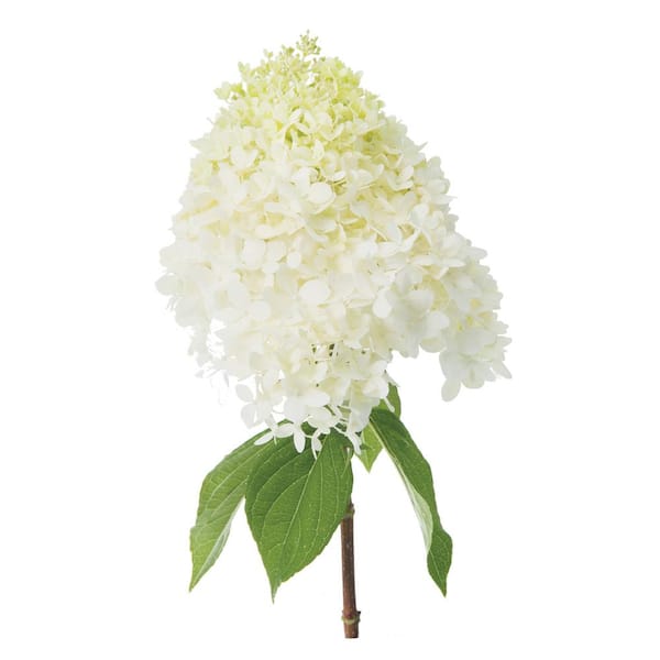 3 Gal. Limelight Hardy Hydrangea (Paniculata) Live Shrub, Green to Pink Flowers