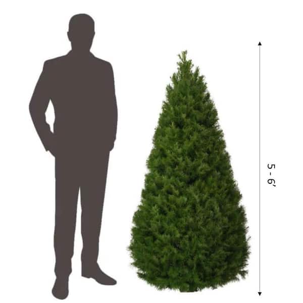 5 ft. to 6 ft. Freshly Cut Douglas Fir Live Christmas Tree (Real, Natural, Oregon-Grown)