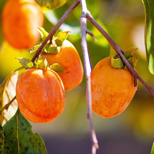 5 Gal. Saijo Persimmon Tree