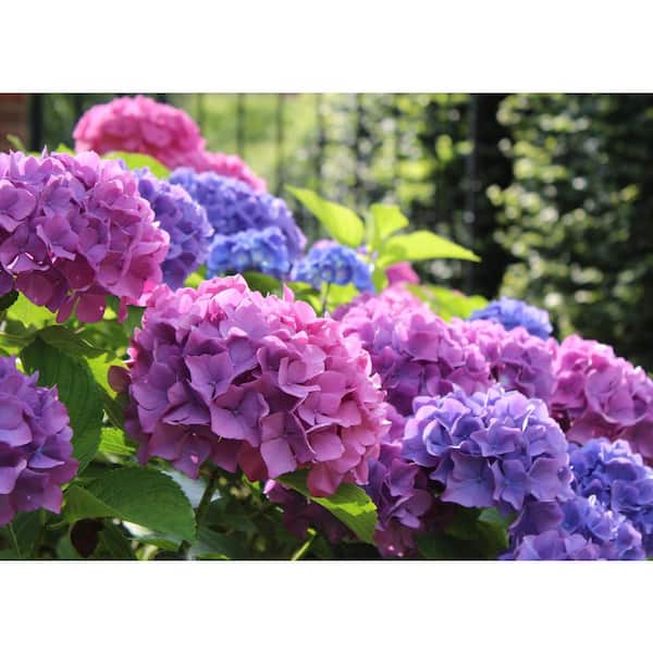 3 Gal. L.A. Dreamin Hydrangea (macrophylla) Live Multi-Colored Flowering Shrub with Pink, Blue, and Lavender Flowers