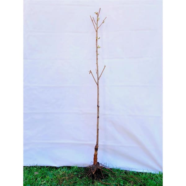 Kwanzan Cherry Blossom Tree Bare Root