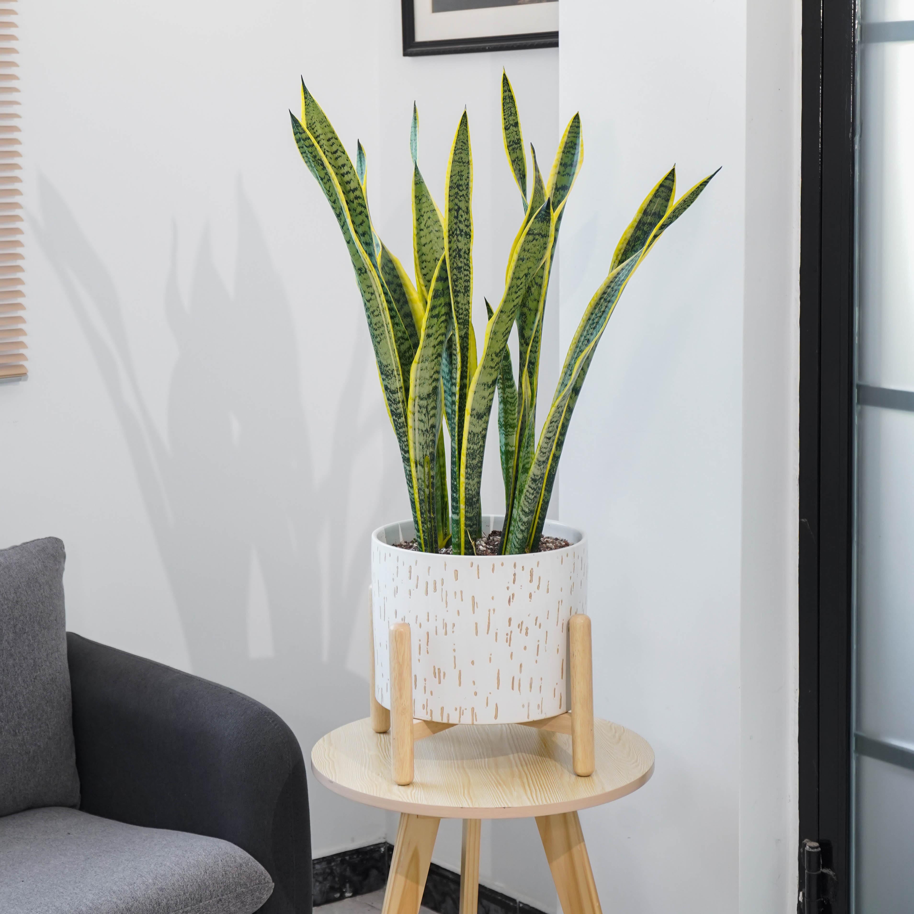 Better Homes & Gardens Ceramic Round Ceramic and Wood Planter & Stand Set