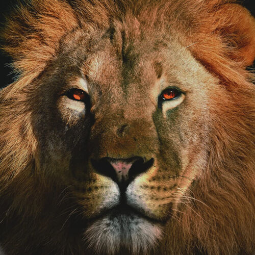 Sanilo 358 Elongated Soft Close Lid Molded Wood Adjustable Toilet Seat(Open Box)