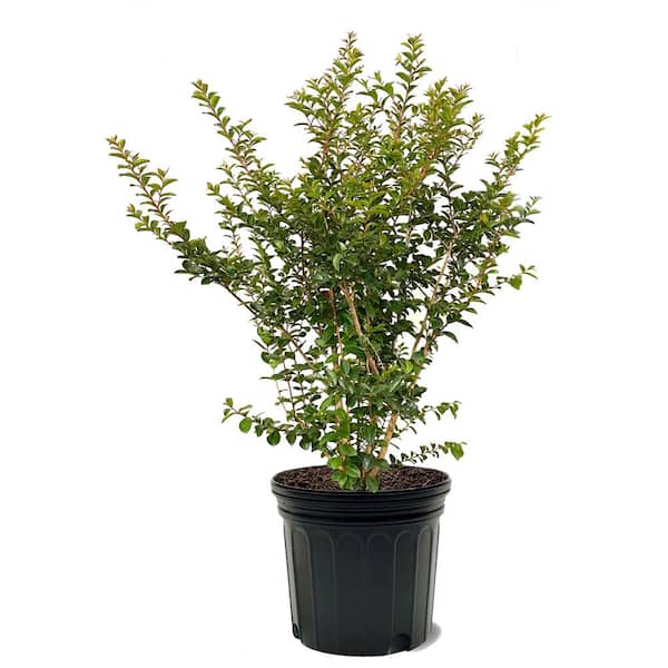 Tonto Crape Myrtle Green Leaf Pink Flowering Ornamental Tree