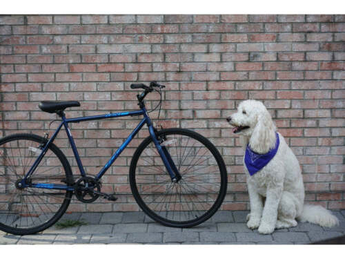 Kent 700c Thruster Fixie Men's Bike, Blue 26.75 inch Wheel Fast Shipping