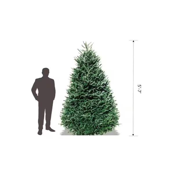 5 ft. - 7 ft. Freshly Cut Live Abies Noble Fir Landscape Christmas Tree