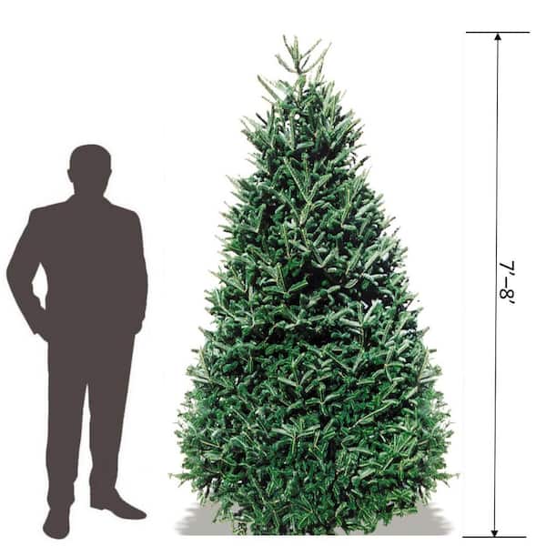 7-8 ft. Freshly Cut Live Abies Noble Fir Christmas Tree