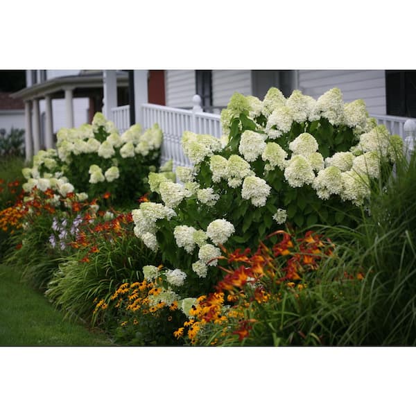 1 Gal. Limelight Hardy Hydrangea (Paniculata) Live Shrub, Green to Pink Flowers