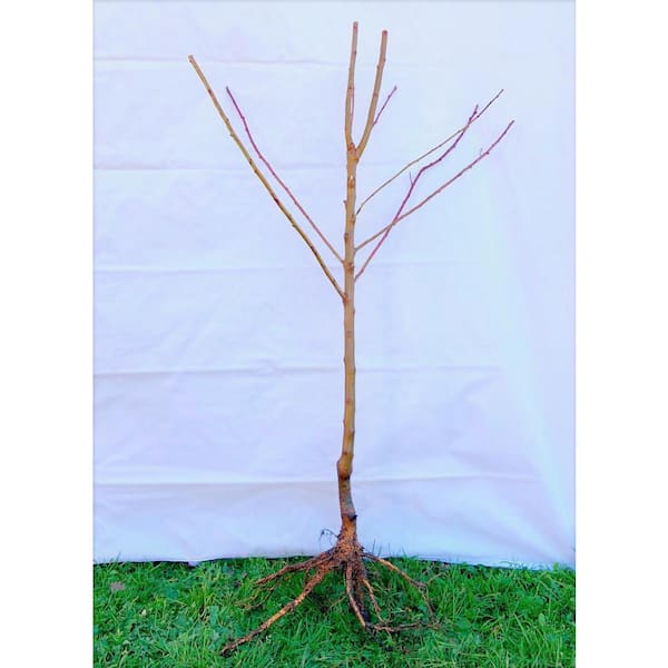 Dwarf Blenheim Apricot Tree (Bare-Root, 3 ft. to 4 ft Tall, 2-Years Old)