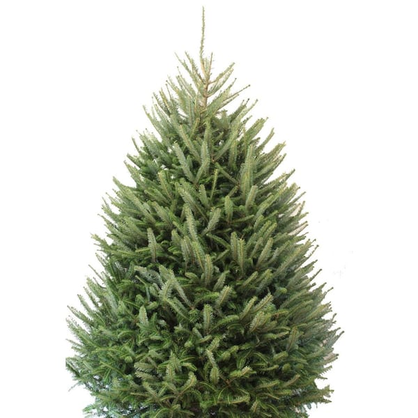5 ft. to 5.5 ft. Freshly Cut Fraser Fir Live Christmas Tree
