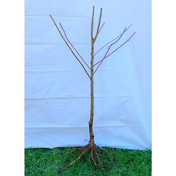 Dwarf Shiro Plum Tree Bare Root