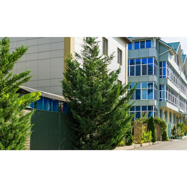 5 Gal. Leyland Cypress Live Evergreen Tree with Green Foliage (1-Pack)