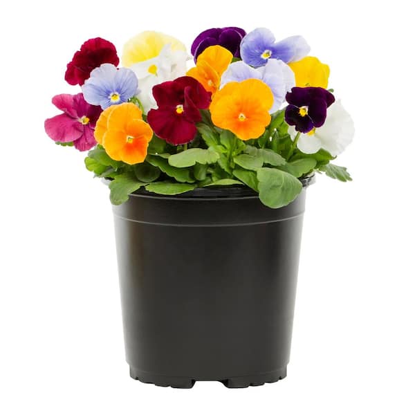 2 Qt. Pansy Multi-Color Clear Mix Annual Plant (3-Pack)