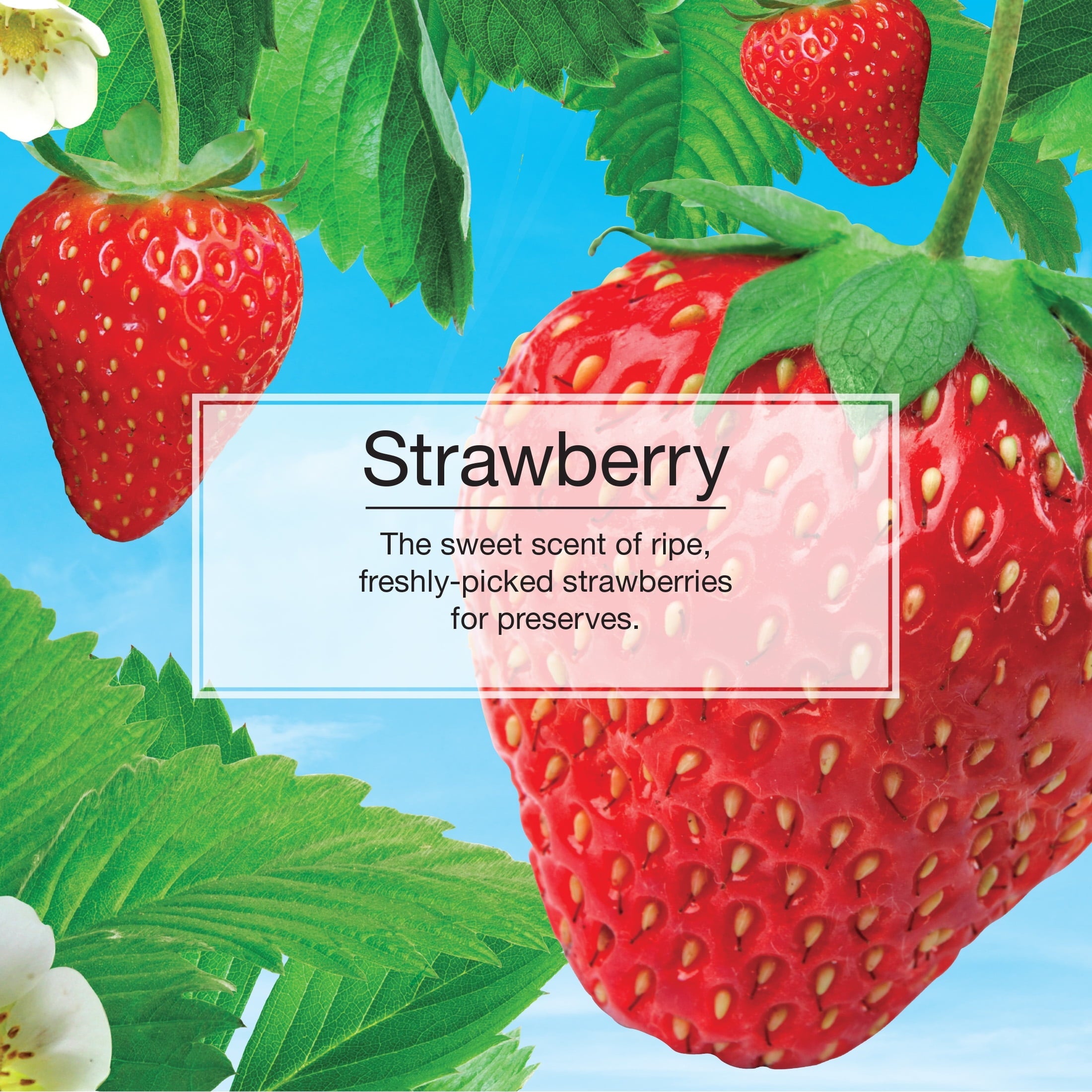 Little Trees Air Fresheners Strawberry Fragrance 3-Pack