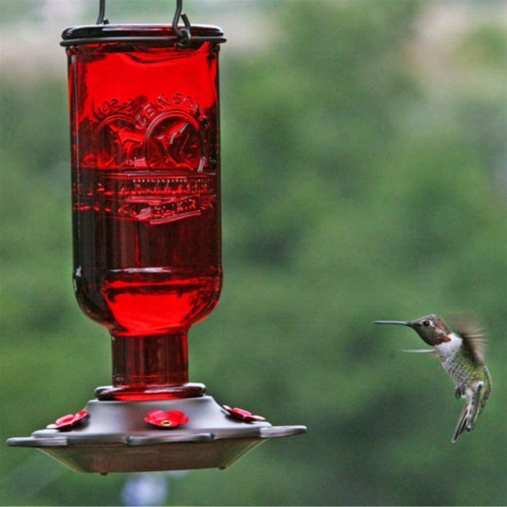 More Birds Elixir Hummingbird Feeder, Red, 16 oz.