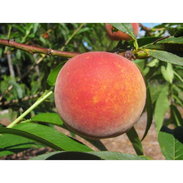3 ft. Red Haven Semi Dwarf Peach Tree with Delicious Self Pollinating Fruit