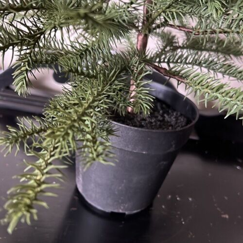 Pottery Barn Artificial Christmas Tree