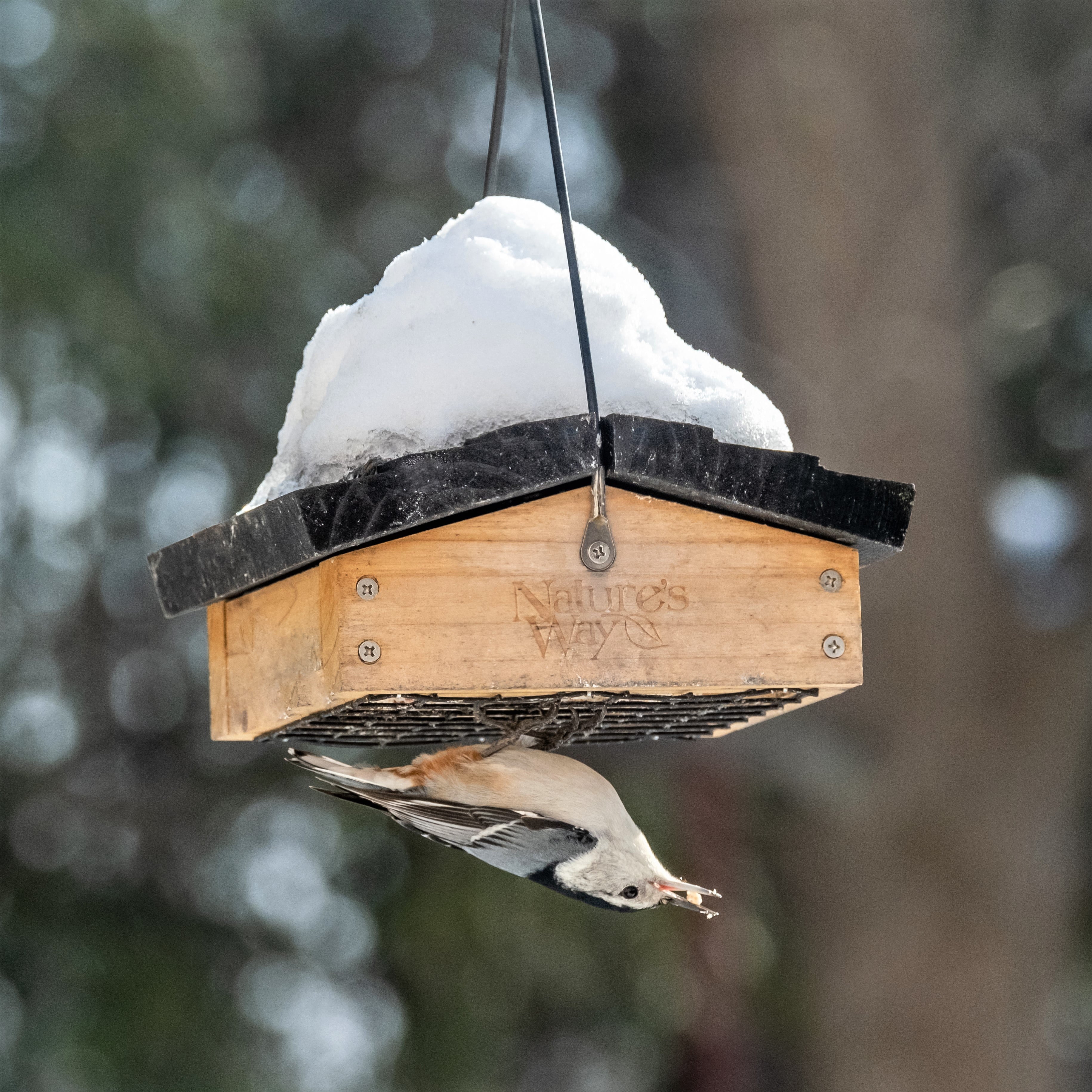 Nature's Way Cedar Suet Upside-Down Bird Feeder 1 Cake, Brown